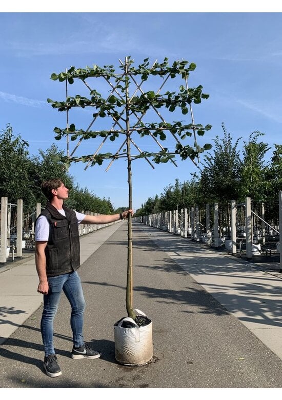 Krim-Linde 'Euchlora' - Spalierbaum | Tilia europaea 'Euchlora'