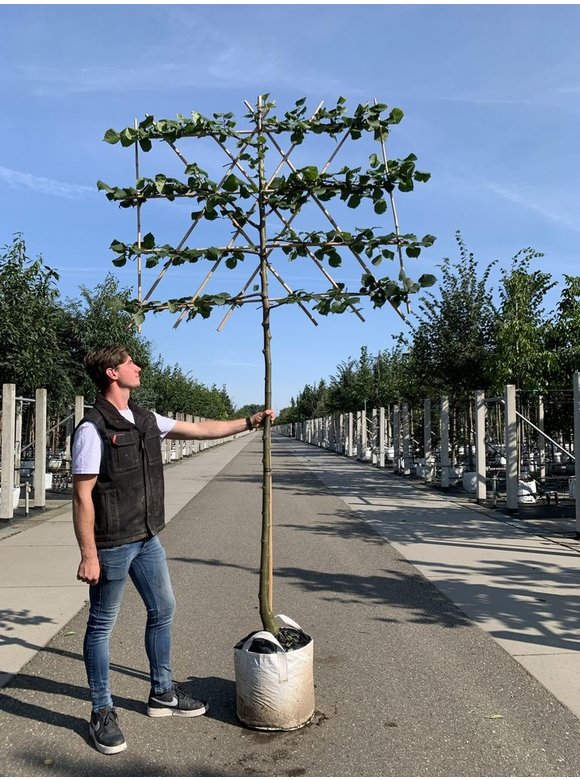 Krim-Linde 'Euchlora' - Spalierbaum | Tilia europaea 'Euchlora' Krim-Linde 'Euchlora' - Spalierbaum | Tilia europaea 'Euchlora'