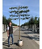 Krim-Linde 'Euchlora' - Spalierbaum | Tilia europaea 'Euchlora'