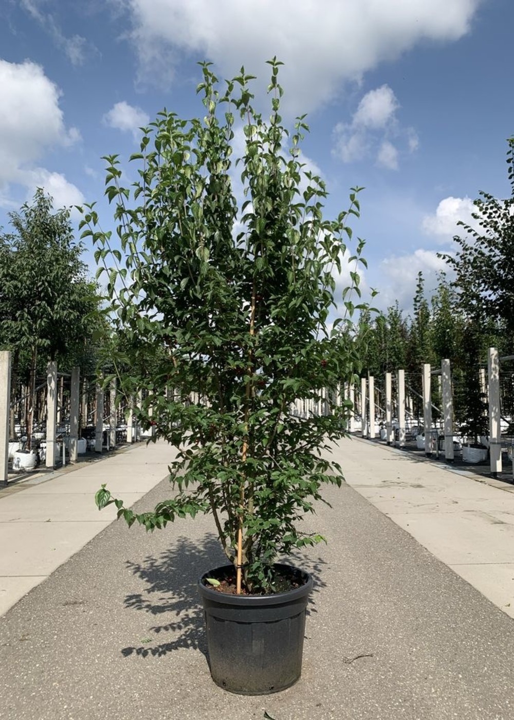 Kornelkirsche mehrstämmig | Cornus mas mehrstämmig Kornelkirsche mehrstämmig | Cornus mas mehrstämmig