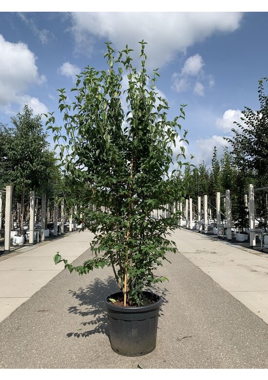 Kornelkirsche Mehrstämmig | Cornus mas Kornelkirsche Mehrstämmig | Cornus mas