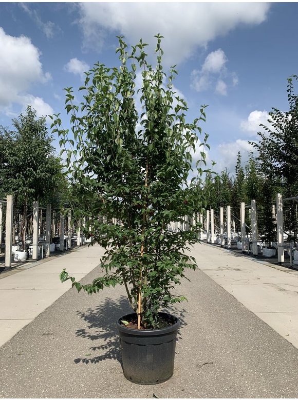Kornelkirsche Mehrstämmig | Cornus mas Kornelkirsche Mehrstämmig | Cornus mas