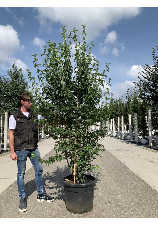 Kornelkirsche Mehrstämmig | Cornus mas