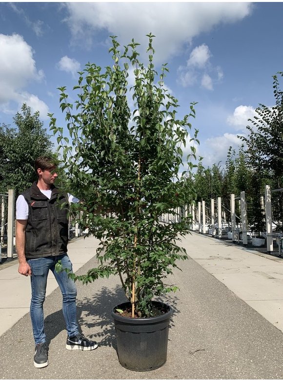 Kornelkirsche - Herlitze - Dirlitze - Mehrstämmig | Cornus mas Kornelkirsche - Herlitze - Dirlitze - Mehrstämmig | Cornus mas