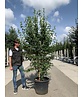 Kornelkirsche Mehrstämmig | Cornus mas Kornelkirsche Mehrstämmig | Cornus mas