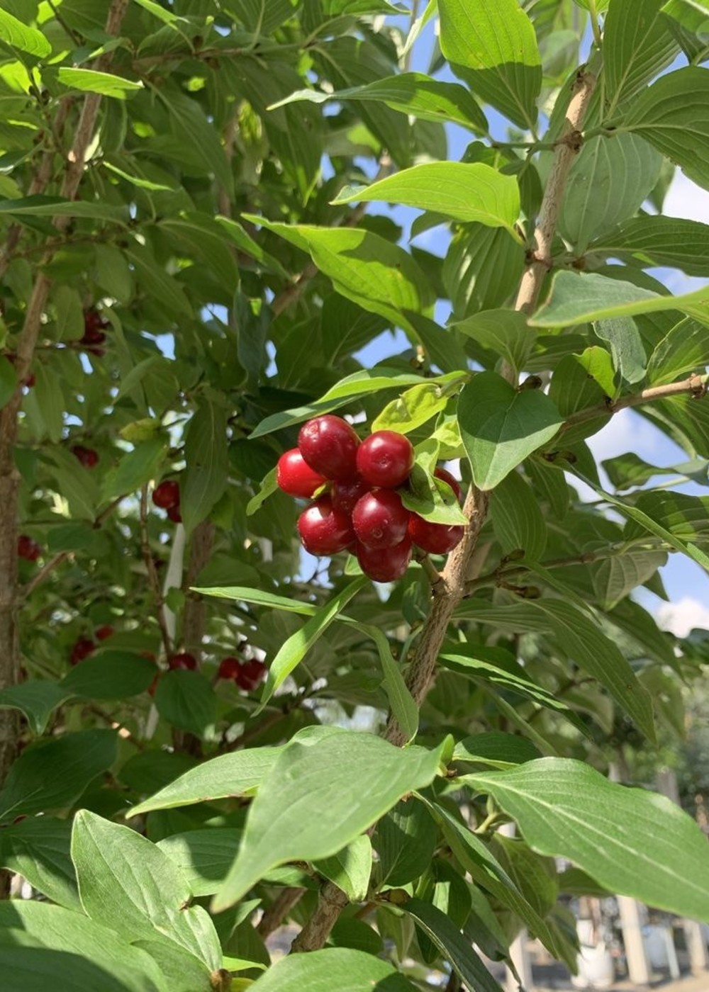 Kornelkirsche mehrstämmig | Cornus mas mehrstämmig Kornelkirsche mehrstämmig | Cornus mas mehrstämmig