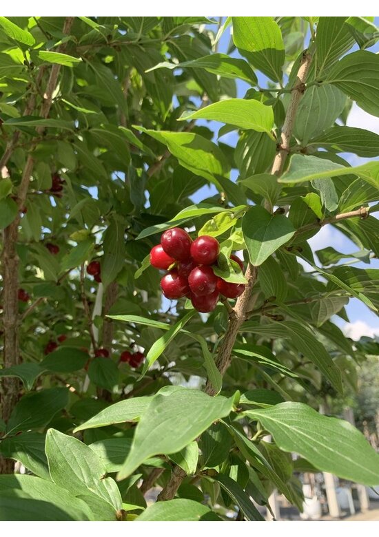 Kornelkirsche Mehrstämmig | Cornus mas Kornelkirsche Mehrstämmig | Cornus mas