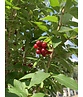 Kornelkirsche Mehrstämmig | Cornus mas Kornelkirsche Mehrstämmig | Cornus mas