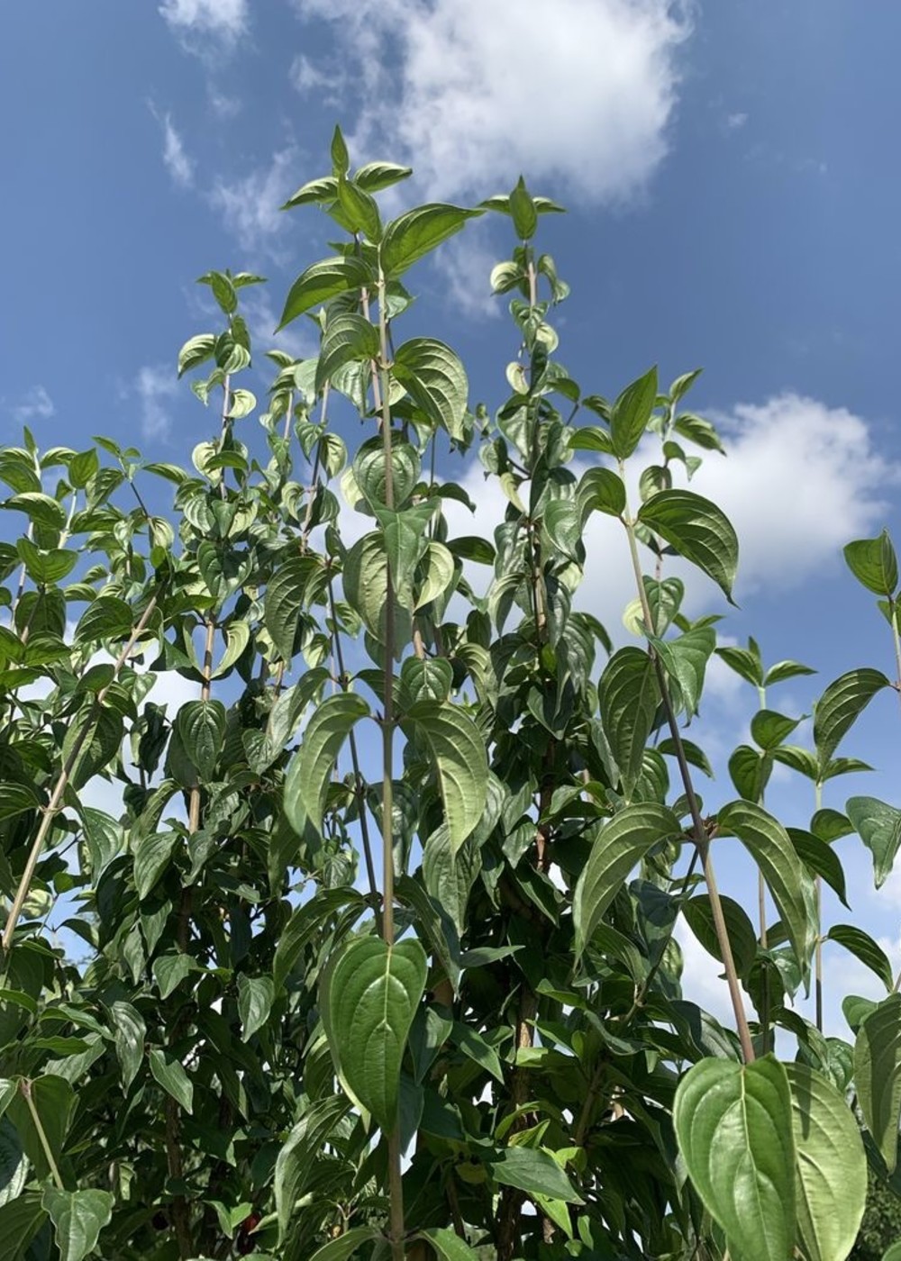 Kornelkirsche mehrstämmig | Cornus mas mehrstämmig Kornelkirsche mehrstämmig | Cornus mas mehrstämmig