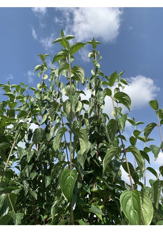 Kornelkirsche Mehrstämmig | Cornus mas Kornelkirsche Mehrstämmig | Cornus mas