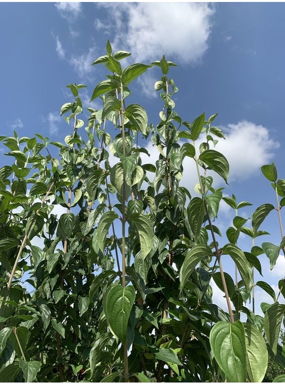 Kornelkirsche - Herlitze - Dirlitze - Mehrstämmig | Cornus mas Kornelkirsche - Herlitze - Dirlitze - Mehrstämmig | Cornus mas