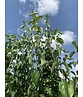 Kornelkirsche Mehrstämmig | Cornus mas Kornelkirsche Mehrstämmig | Cornus mas