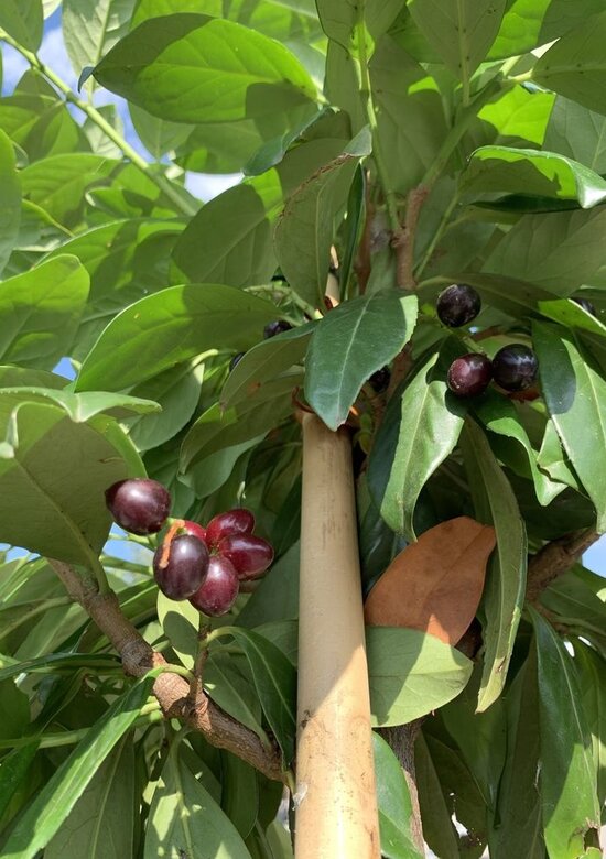 Kirschlorbeer Baum 'Genolia' Kaufen | mit 3 Jahren Garantie - Venovi
