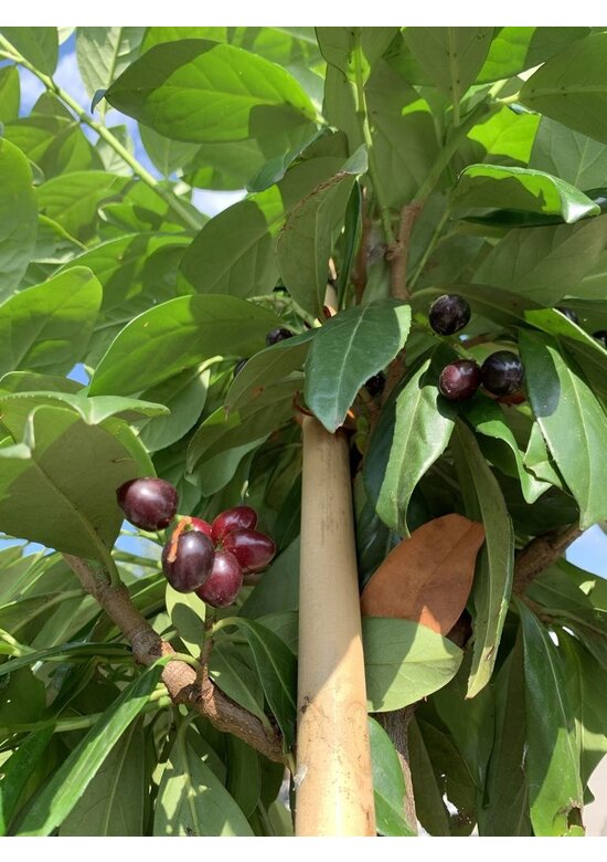 Kirschlorbeer Baum 'Genolia' | Prunus laurocerasus 'Genolia'