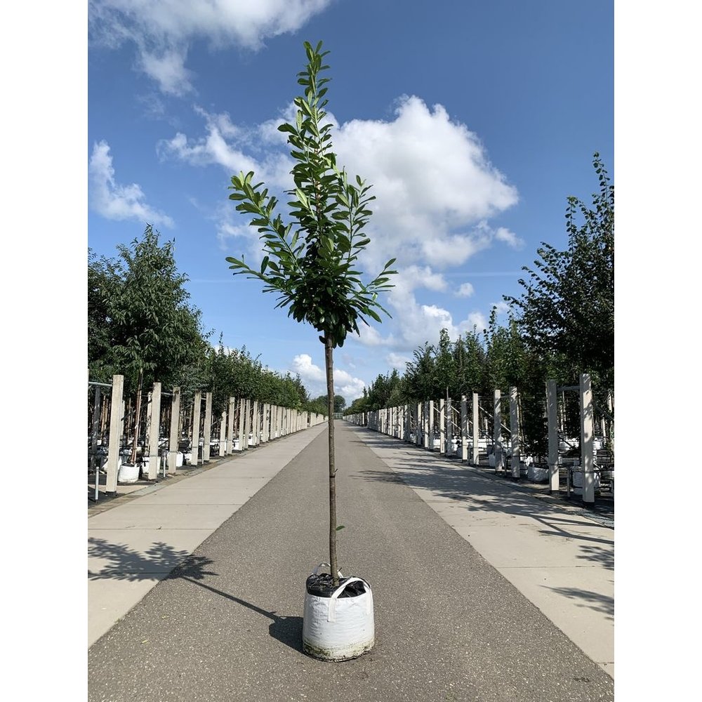 Kirschlorbeer Baum 'Genolia' Kaufen | mit 3 Jahren Garantie - Venovi