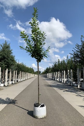 Kirschlorbeer Baum 'Genolia' | Prunus laurocerasus 'Genolia' Kirschlorbeer Baum 'Genolia' | Prunus laurocerasus 'Genolia'