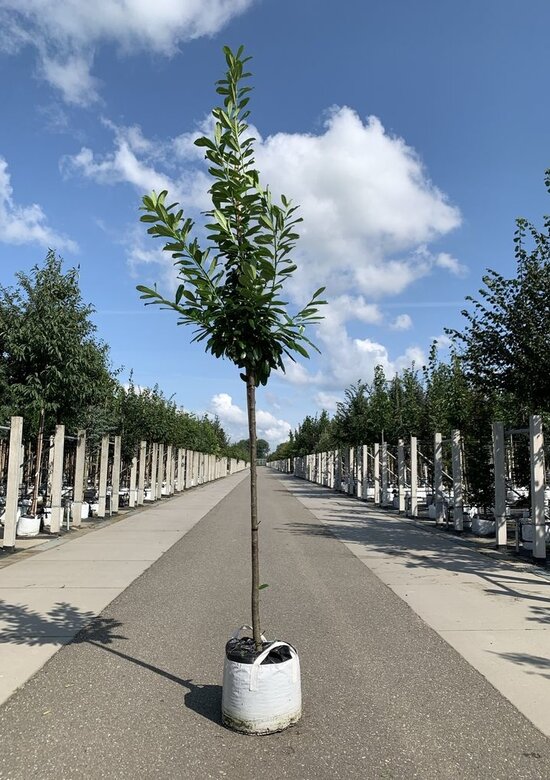 Kirschlorbeer Baum 'Genolia' Kaufen | mit 3 Jahren Garantie - Venovi