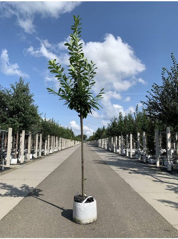 Kirschlorbeer Baum 'Genolia' | Prunus laurocerasus 'Genolia' Kirschlorbeer Baum 'Genolia' | Prunus laurocerasus 'Genolia'