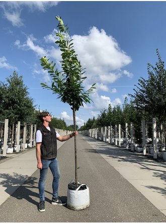Kirschlorbeer Baum 'Genolia' Kaufen | mit 3 Jahren Garantie - Venovi