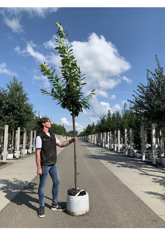 Kirschlorbeer Baum 'Genolia' | Prunus laurocerasus 'Genolia'