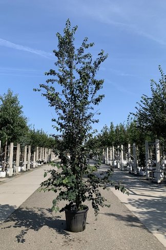 Katsurabaum 'Rotfuchs' | Cercidiphyllum japonicum 'Rotfuchs'