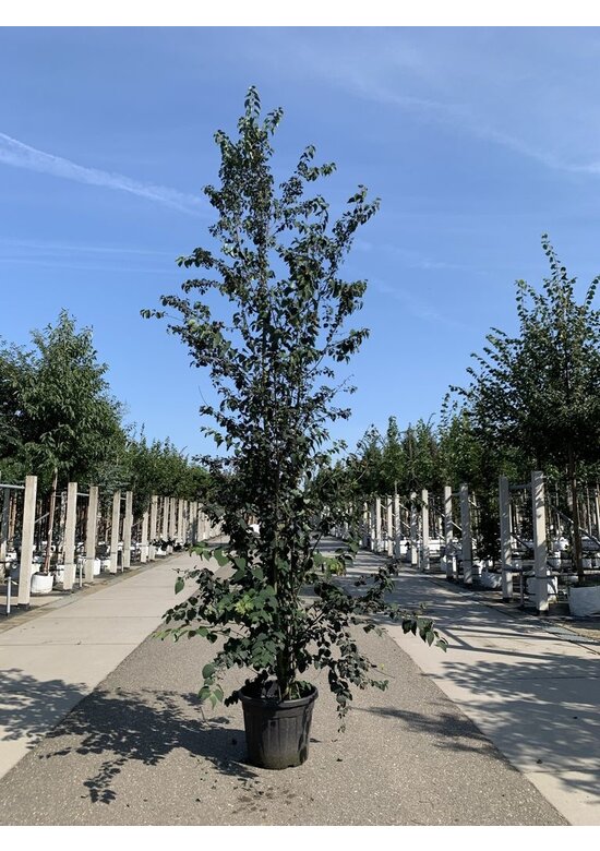 Katsurabaum 'Rotfuchs' | Cercidiphyllum japonicum 'Rotfuchs'