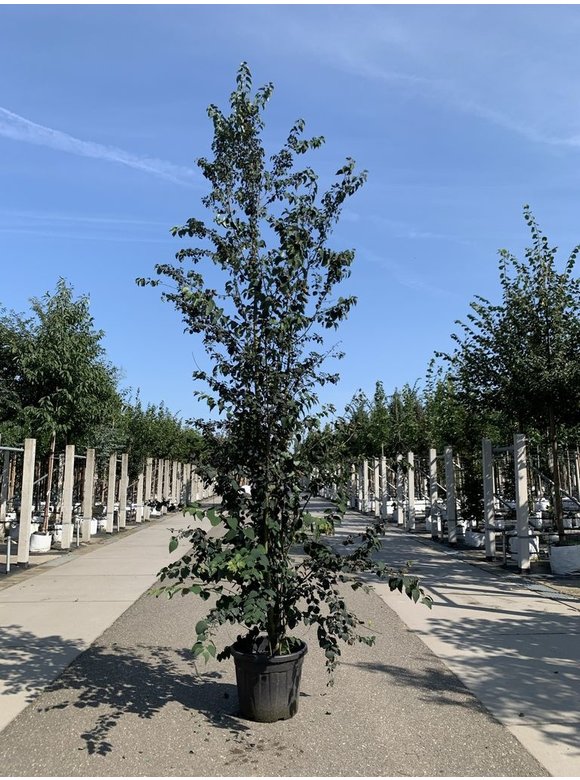 Lebkuchenbaum - Judasblattbaum - Katsurabaum 'Rotfuchs' | Cercidiphyllum japonicum 'Rotfuchs' Lebkuchenbaum - Judasblattbaum - Katsurabaum 'Rotfuchs' | Cercidiphyllum japonicum 'Rotfuchs'