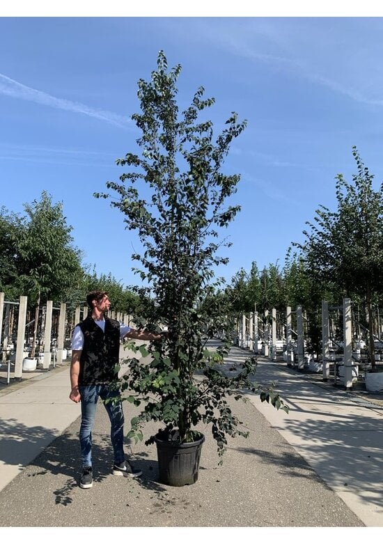 Katsurabaum 'Rotfuchs' | Cercidiphyllum japonicum 'Rotfuchs'