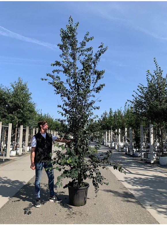 Lebkuchenbaum - Judasblattbaum - Katsurabaum 'Rotfuchs' | Cercidiphyllum japonicum 'Rotfuchs' Lebkuchenbaum - Judasblattbaum - Katsurabaum 'Rotfuchs' | Cercidiphyllum japonicum 'Rotfuchs'