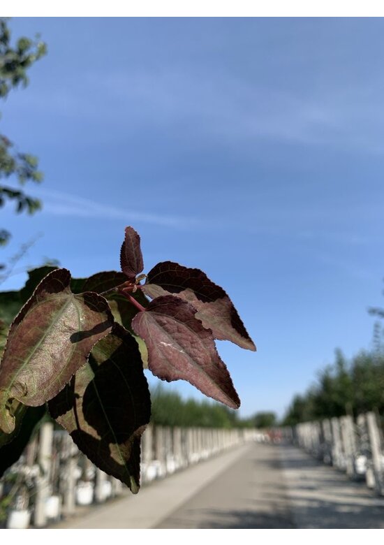 Katsurabaum 'Rotfuchs' | Cercidiphyllum japonicum 'Rotfuchs'