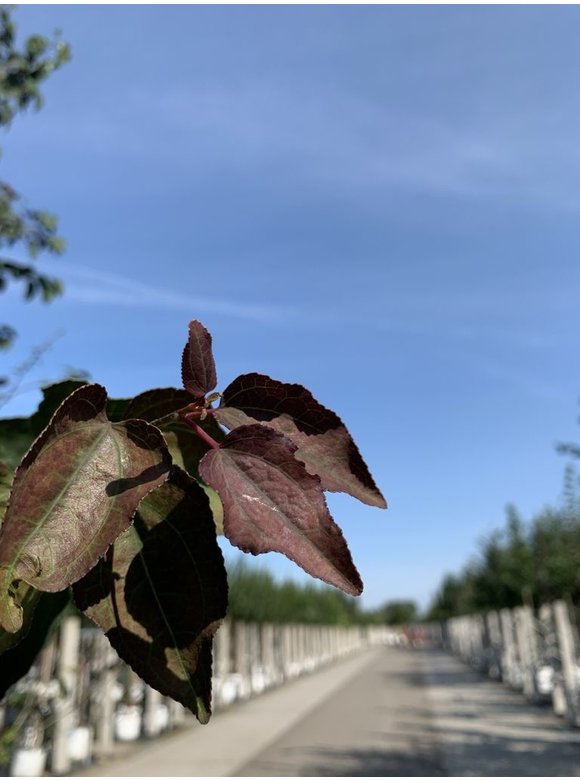 Lebkuchenbaum - Judasblattbaum - Katsurabaum 'Rotfuchs' | Cercidiphyllum japonicum 'Rotfuchs' Lebkuchenbaum - Judasblattbaum - Katsurabaum 'Rotfuchs' | Cercidiphyllum japonicum 'Rotfuchs'