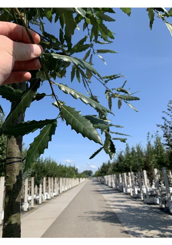 Kastanienblättrige Eiche 'Green Spire' | Quercus castaneifolia 'Green Spire' Kastanienblättrige Eiche 'Green Spire' | Quercus castaneifolia 'Green Spire'