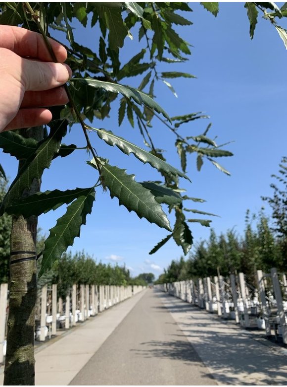 Kastanienblättrige Eiche 'Green Spire' | Quercus castaneifolia 'Green Spire' Kastanienblättrige Eiche 'Green Spire' | Quercus castaneifolia 'Green Spire'