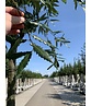 Kastanienblättrige Eiche 'Green Spire' | Quercus castaneifolia 'Green Spire'