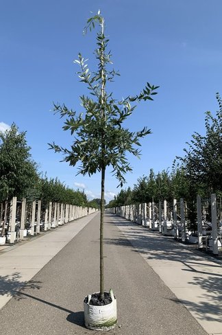 Kastanienblättrige Eiche 'Green Spire' | Quercus castaneifolia 'Green Spire'