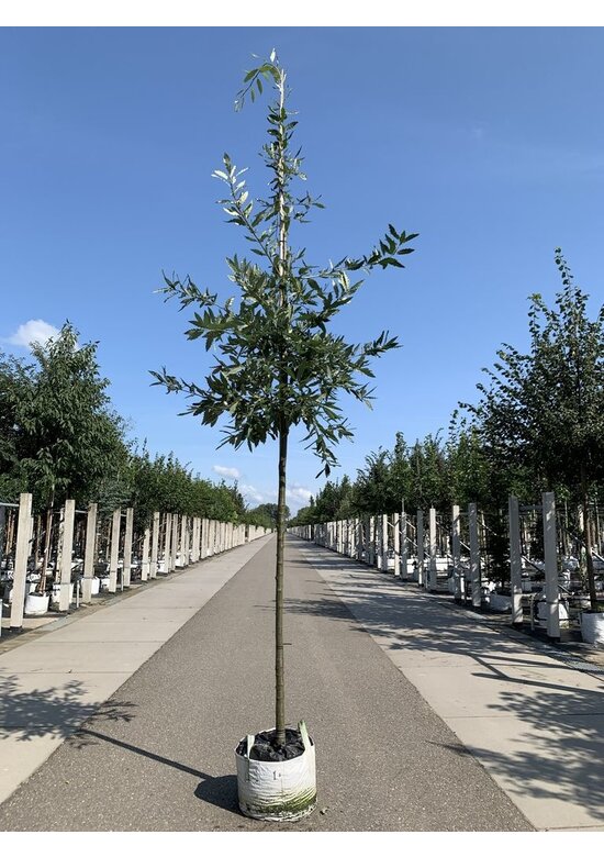 Kastanienblättrige Eiche 'Green Spire' | Quercus castaneifolia 'Green Spire'