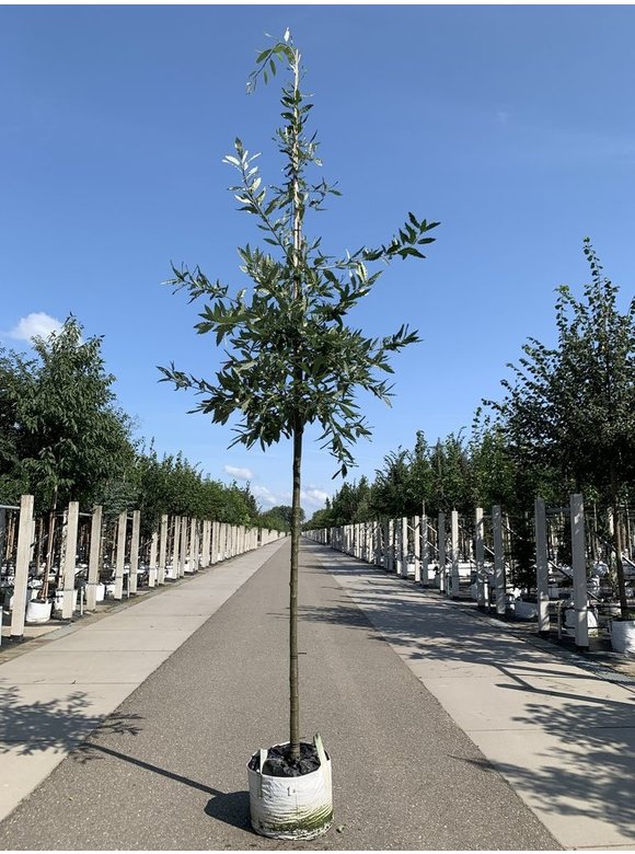 Kastanienblättrige Eiche 'Green Spire' | Quercus castaneifolia 'Green Spire' Kastanienblättrige Eiche 'Green Spire' | Quercus castaneifolia 'Green Spire'