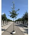Kastanienblättrige Eiche 'Green Spire' | Quercus castaneifolia 'Green Spire'