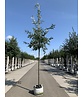 Kastanienblättrige Eiche 'Green Spire' | Quercus castaneifolia 'Green Spire'