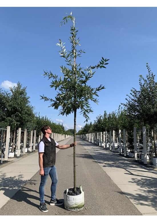Kastanienblättrige Eiche 'Green Spire' | Quercus castaneifolia 'Green Spire'