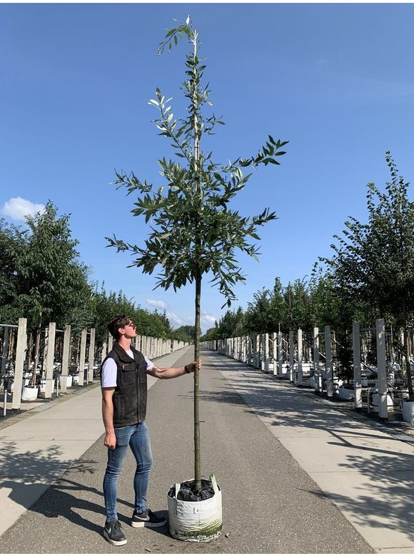 Kastanienblättrige Eiche 'Green Spire' | Quercus castaneifolia 'Green Spire' Kastanienblättrige Eiche 'Green Spire' | Quercus castaneifolia 'Green Spire'