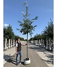 Kastanienblättrige Eiche 'Green Spire' | Quercus castaneifolia 'Green Spire'