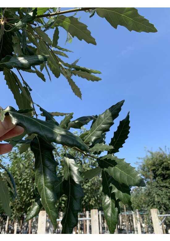 Kastanienblättrige Eiche 'Green Spire' | Quercus castaneifolia 'Green Spire'