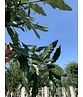 Kastanienblättrige Eiche 'Green Spire' | Quercus castaneifolia 'Green Spire'