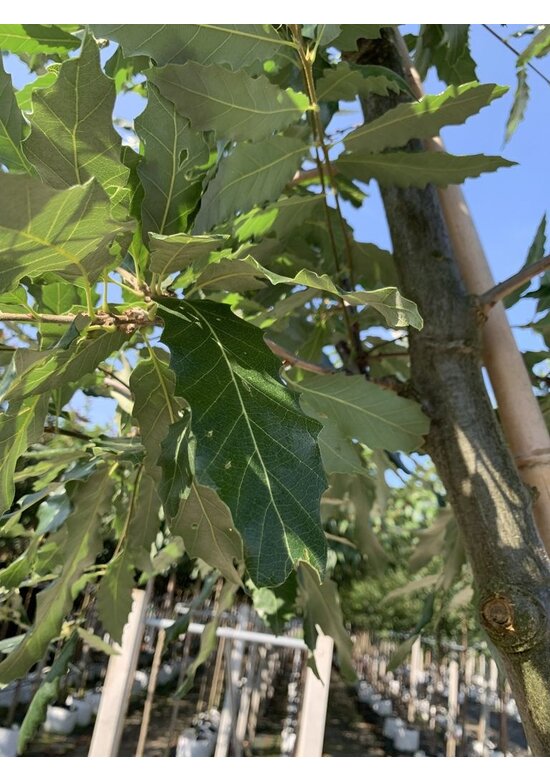 Kastanienblättrige Eiche 'Green Spire' | Quercus castaneifolia 'Green Spire'