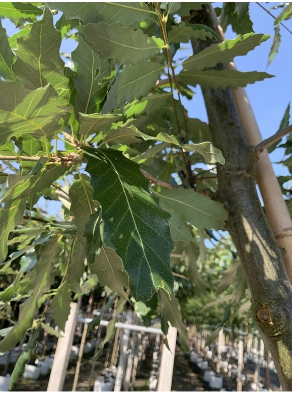 Kastanienblättrige Eiche 'Green Spire' | Quercus castaneifolia 'Green Spire' Kastanienblättrige Eiche 'Green Spire' | Quercus castaneifolia 'Green Spire'