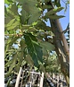 Kastanienblättrige Eiche 'Green Spire' | Quercus castaneifolia 'Green Spire'