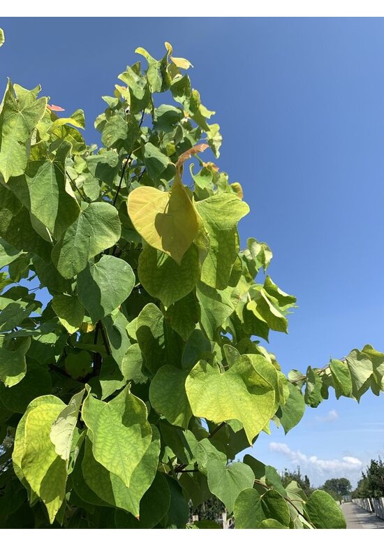 Kanadischer Judasbaum 'Hearts of Gold' | Cercis canadensis 'Hearts of Gold' Kanadischer Judasbaum 'Hearts of Gold' | Cercis canadensis 'Hearts of Gold'