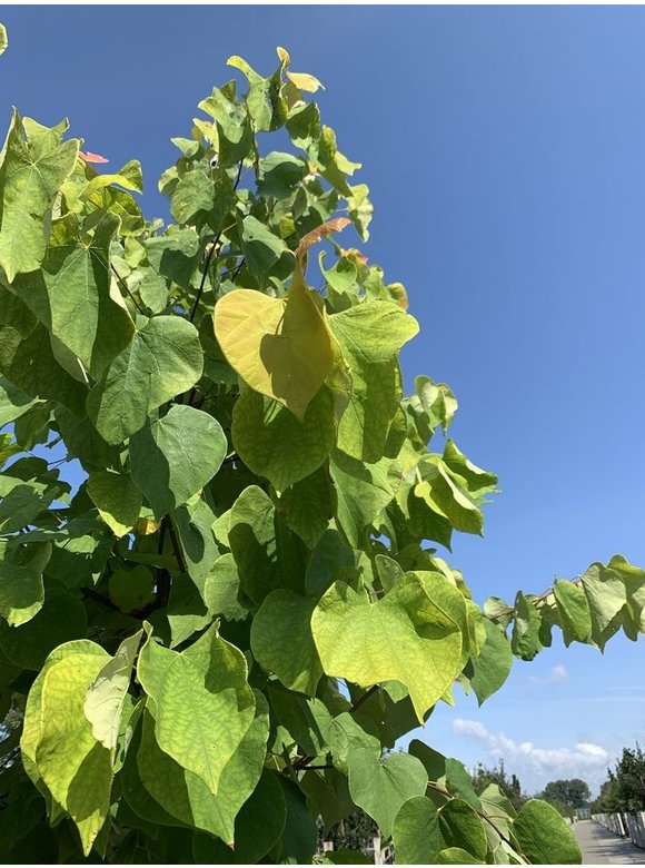 Kanadischer Judasbaum 'Hearts of Gold' | Cercis canadensis 'Hearts of Gold' Kanadischer Judasbaum 'Hearts of Gold' | Cercis canadensis 'Hearts of Gold'