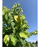 Kanadischer Judasbaum 'Hearts of Gold' | Cercis canadensis 'Hearts of Gold' Kanadischer Judasbaum 'Hearts of Gold' | Cercis canadensis 'Hearts of Gold'